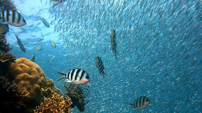 Werken op Sint-Eustatius